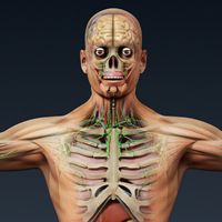 Anatomy 3D Model