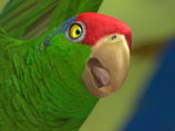 Parrots by Triduza