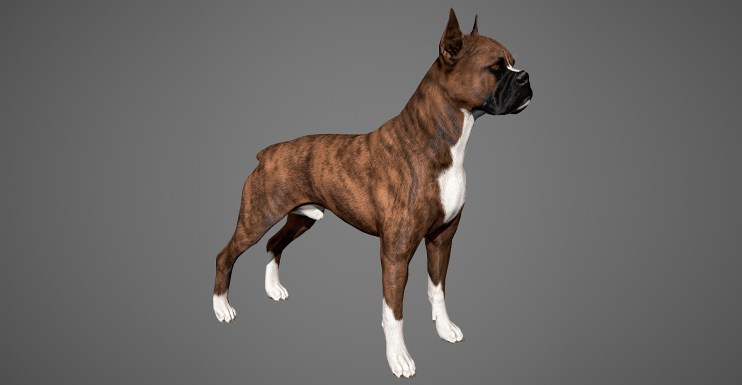 Boxer dog 3D model by lashkoalex