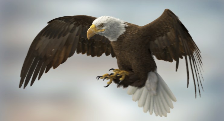 Eagle 3D model by Missset