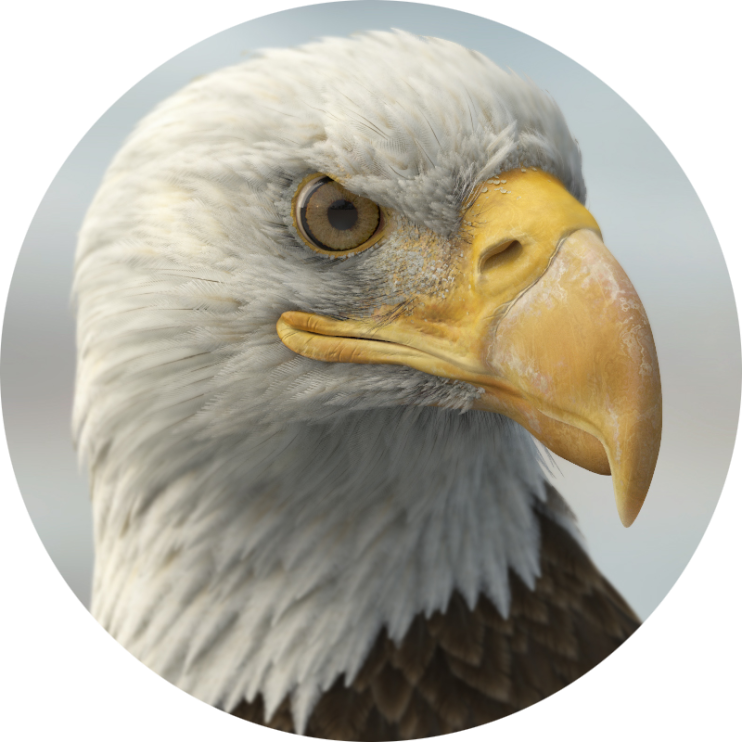 detailed 3d eagle model by Missset