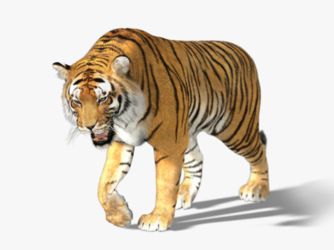 Tiger 3d model by Massimo Righi