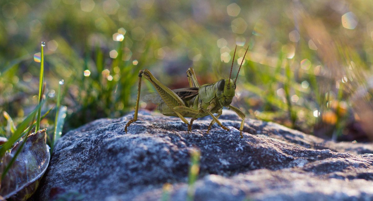 3D Grasshopper Eating Pose model by 3d_molier International