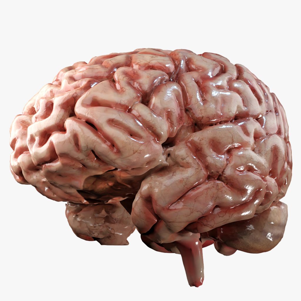 Brain 3D Model by BluebrainFX
