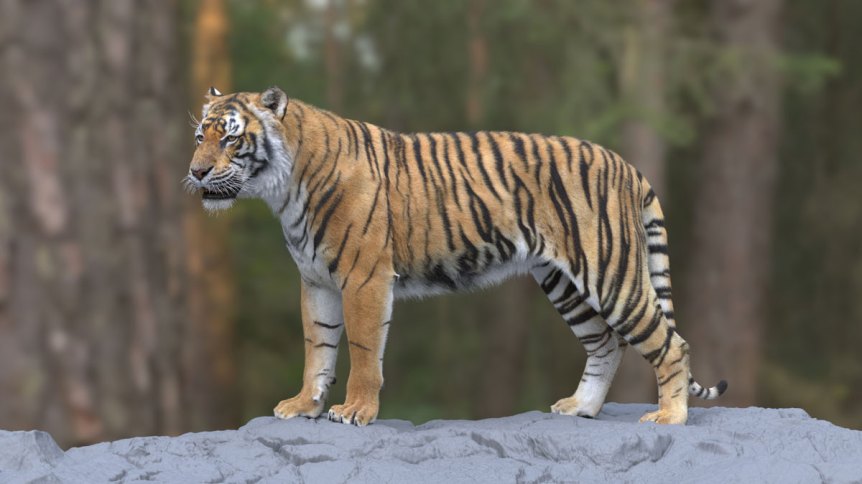 A 3D tiger by Missset.