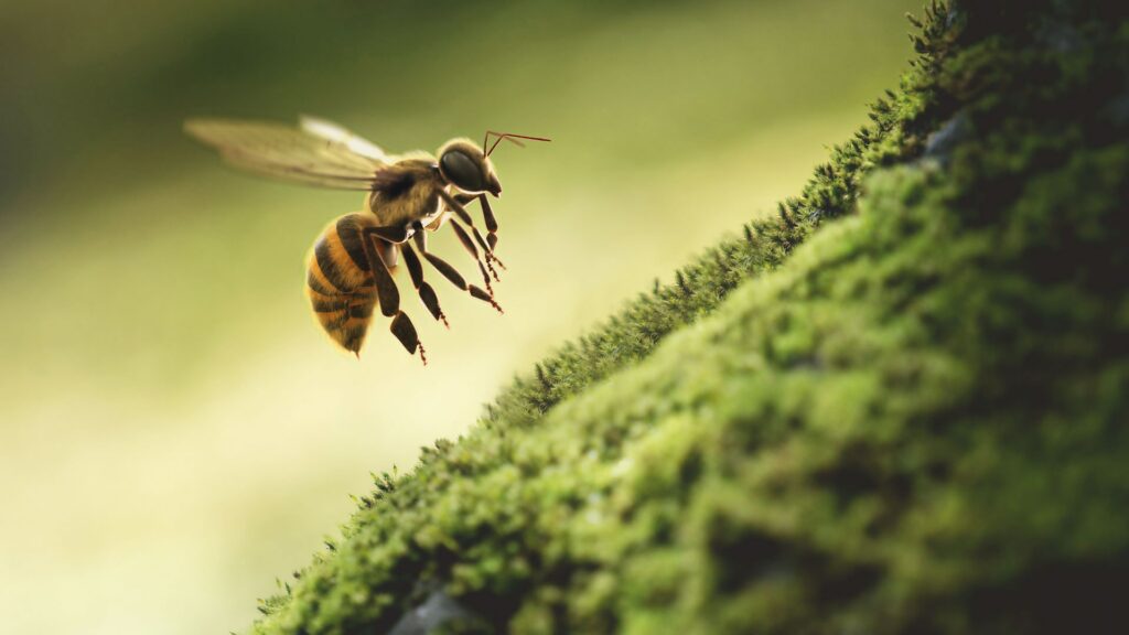 A 3D model of a honey bee in mid-flight above some moss.
