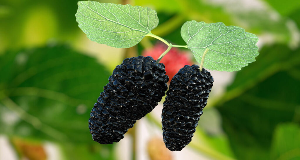 A close-up shot of two shiny mulberries.