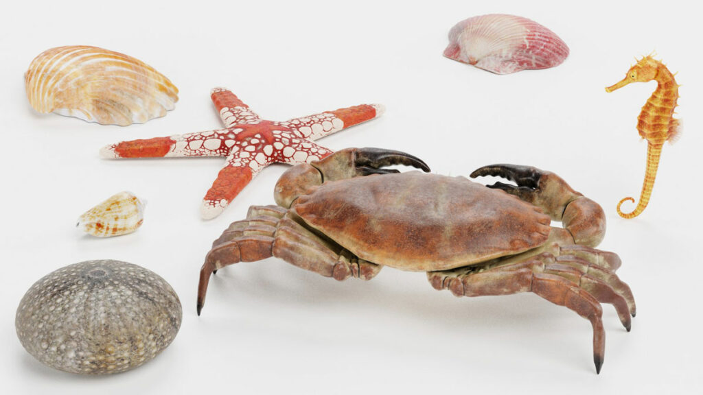 A collection of sea life models including a crab, seahorse, starfish, and shells.